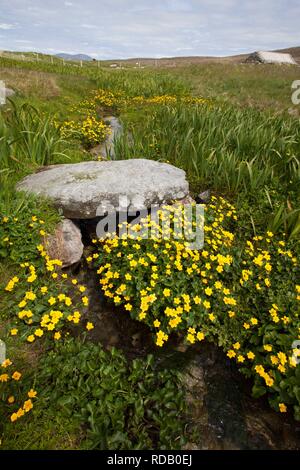 Alte Steinbrücke über brennen durch Machirs, mit reichlich Marsh Marigholds (Caltha Palustris) Stockfoto