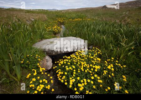 Alte Steinbrücke über brennen durch Machirs, mit reichlich Marsh Marigholds (Caltha Palustris) Stockfoto