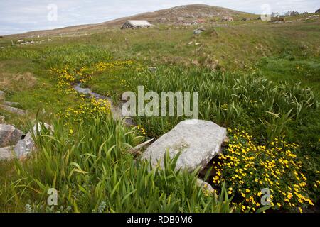 Alte Steinbrücke über brennen durch Machirs, mit reichlich Marsh Marigholds (Caltha Palustris) Stockfoto