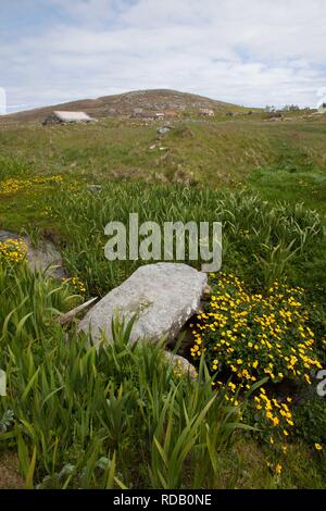 Alte Steinbrücke über brennen durch Machirs, mit reichlich Marsh Marigholds (Caltha Palustris) Stockfoto