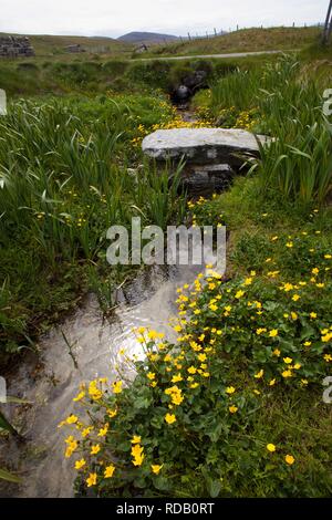 Alte Steinbrücke über brennen durch Machirs, mit reichlich Marsh Marigholds (Caltha Palustris) Stockfoto