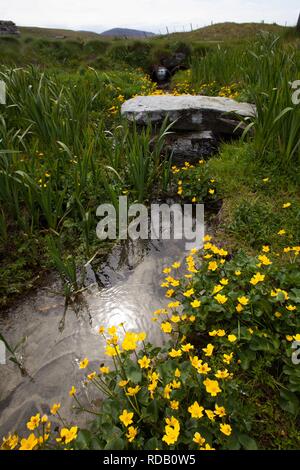 Alte Steinbrücke über brennen durch Machirs, mit reichlich Marsh Marigholds (Caltha Palustris) Stockfoto