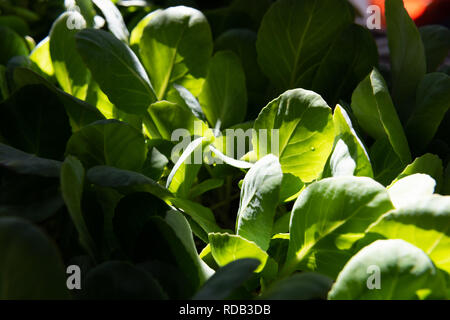 Green's Feldsalat im Lichtstrahl auf den Markt Stockfoto