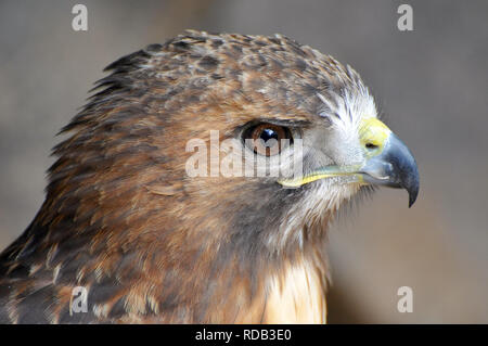 Rotschwanzbussard, Buse à Queue rousse, Buteo jamaicensis, vörösfarkú ölyv Stockfoto