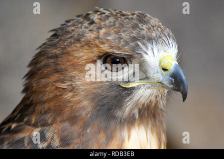 Rotschwanzbussard, Buse à Queue rousse, Buteo jamaicensis, vörösfarkú ölyv Stockfoto