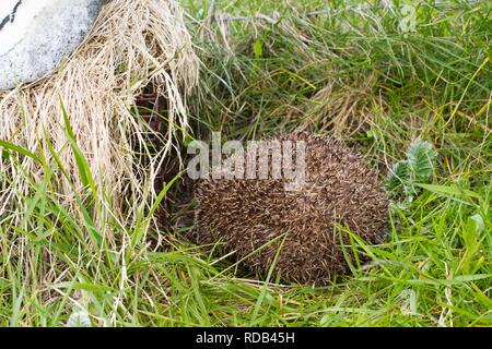 Igel (Erinaceus Europaeus) in ein Igel Falle von Scottish Natural Heritage Wissenschaftlern zu fangen und entfernen dort setzen Säugetier aus der Uists (wo sie stellen eine Bedrohung für kleine Seeschwalben und Watvögel Erfolg nisten, wie sie ihren Eiern essen) eingeführt. Sie sind entfernt und zum Festland Schottland, wo sie lokale und native und rückläufigen sind, verlegt. Stockfoto