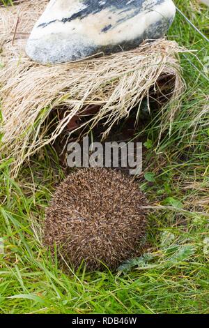 Igel (Erinaceus Europaeus) in ein Igel Falle von Scottish Natural Heritage Wissenschaftlern zu fangen und entfernen dort setzen Säugetier aus der Uists (wo sie stellen eine Bedrohung für kleine Seeschwalben und Watvögel Erfolg nisten, wie sie ihren Eiern essen) eingeführt. Sie sind entfernt und zum Festland Schottland, wo sie lokale und native und rückläufigen sind, verlegt. Stockfoto