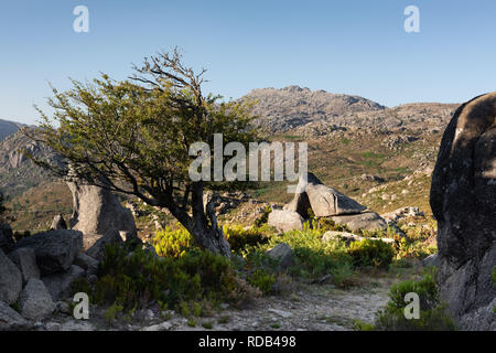 Wanderweg im Nationalpark Peneda-Geres in Portugal mit Baum und Felsen neben der Schiene. Stockfoto