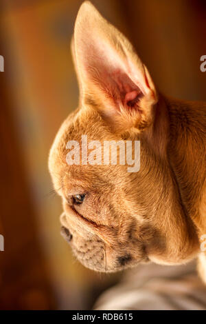Kopf geschossen der Französische Bulldogge Stockfoto