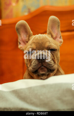 Kopf geschossen der Französische Bulldogge Stockfoto