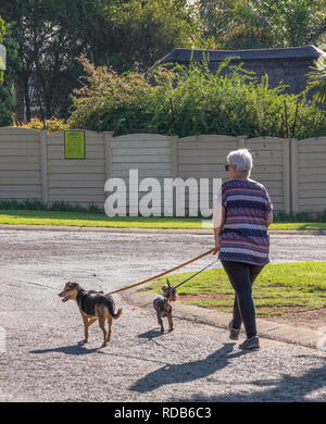 Johannesburg, Südafrika - Unbekannter ältere Menschen kaukasischen Frau, die ihre Hunde in einem Vorort in der Stadt Bild mit Kopie Raum Stockfoto