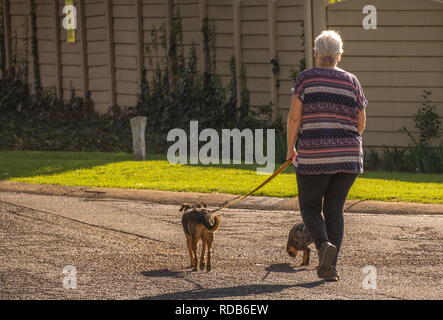 Johannesburg, Südafrika - Unbekannter ältere Menschen kaukasischen Frau, die ihre Hunde in einem Vorort in der Stadt Bild mit Kopie Raum Stockfoto