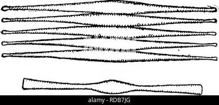 . Süßwasser-Biologie. Süßwasser-Biologie. Abb. 98. Meridion constriclum Ralfs. X300. Smith.) (nach SS (49) Ventile ohne Quer costae. Familie Fragilaeiaceae. 56 Zellen in der gleichen Struktur wie Dialoma. Transversalen Streifen aus separaten Punkte; mit oder ohne raphe und Mandeln. 56 (S 7, 58) Zellen, sehr schlank, nicht United in Bands, entweder frei oder an einem Ende befestigt und Bilden von Clustern auf den höheren Algen. Synedra Ehrenberg. Abb. 99. Synedra salina W. Smith. X588. (Original) Fragilaria Lyngbye. Sfi S 7 (56, 58) Zellen, die Bands oder Zick-zack-Ketten.. Fragilaria ist eine gemeinsame ge Stockfoto