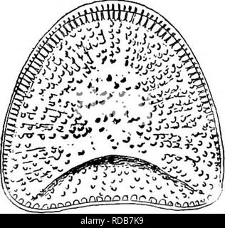 . Süßwasser-Biologie. Süßwasser-Biologie. Ich 30 Süßwasser-Biologie" 7 (36) Gürtel Seite geniculate. Ventile Gerade, lineare oder Fusiform; Frus-tules entweder kostenlos oder belästigt. . Familie Achnanthaceae. Nur eine Gattung Achnanthes Bory. Zellen so gebogen, dass die beiden Ventile nicht gleich sind, den Dreschkorb mit raphe, Naher und nd Mandeln; die anderen konvexen, ohne einen mittleren Knötchen, aber mit einem Pseudo-raphe. Gürtel anzeigen symmetrisch mit Bezug auf eine transversale Achse. Zellen einzeln oder in Bands,^^ meistens auf Gallertartige Stiele.,^ Abb. 90. Nitzschia linearis Smith. X57 S'â â-^ fOrieinal.) (im Original.) 40 (39, Stockfoto