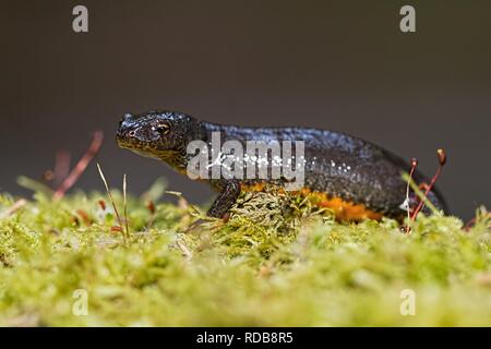 Triturus alpestris Stockfoto