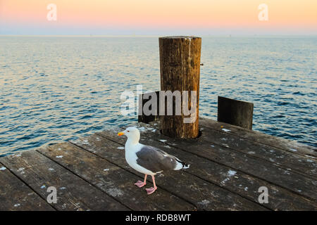 Eine Möwe Spaziergänge auf einer hölzernen Meer Pier, ein seevogel eine Möwe Stockfoto
