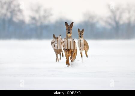 Drei Laufender Hirsch in tiefem Schnee Stockfoto