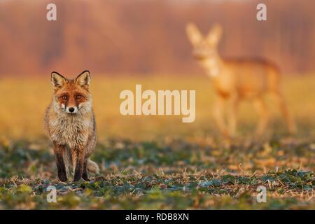 Männliche Fox, Vulpes vulpes, stehend auf dem Feld und beobachten, Rehe, Hyla arborea, doe laufen im Hintergrund. Stockfoto