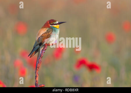 Europäische Bienenfresser, merops apiaster, in der Nähe von Mohn Blumen thront. Stockfoto