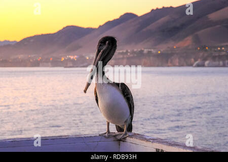 Wasservögel Pelikan auf dem Geländer der Meer Pier, pelikane an den Menschen gewöhnen. Stockfoto