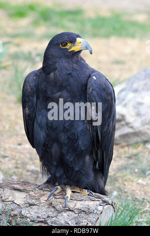 Verreaux's Eagle, Schwarzer Adler, kaffersas, Kaffernadler, Verreaux - SAS, Aquila verreauxii Stockfoto