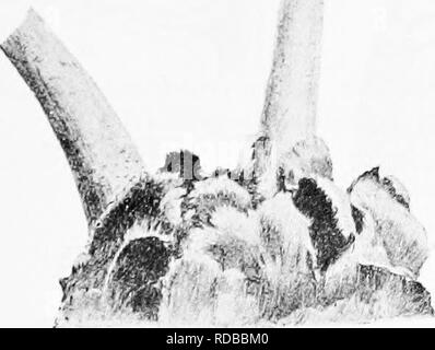 . Fossile Pflanzen: für Studenten der Botanik und Geologie. Paläobotanik. XX] 317 MARATTIALES Angiopteris. Diese Gattung tritt in Polynesien, tropischen Asien und Mada - toulouse-lautrec; es ist durch einen kurzen und dicken fleischigen Stengel mit großen bipinnate Blätter, die gelegentlich eine Abspaltung der rachis^ zeigen geprägt, eine Funktion erinnert an einige Paläozoische fern - wie Wedel. Einer der großen Anlagen von Angiopteris evecta im Royal Gardens, Kew, trägt noch 12 Fuß in der Länge mit Stiel 6 Zoll im Durchmesser an der Basis. Der sessile oder kurz gestielten und eher lederartig Lineare oder breit lanzettlichen pinnules Stockfoto