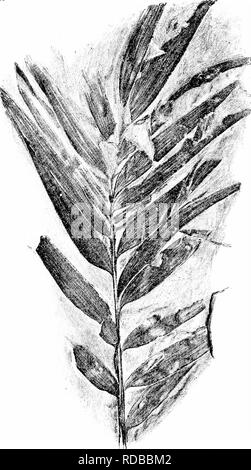 . Fossile Pflanzen: für Studenten der Botanik und Geologie. Paläobotanik. 448 PODOZAMITES [CH.. Abb. 811. Podozamites lanceolatus. {Nat. Größe; British Museum, 39,303). Bitte beachten Sie, dass diese Bilder sind von der gescannten Seite Bilder, die digital für die Lesbarkeit verbessert haben mögen - Färbung und Aussehen dieser Abbildungen können nicht perfekt dem Original ähneln. extrahiert. Seward, A.C. (Albert Charles), 1863-1941. Cambridge: University Press Stockfoto