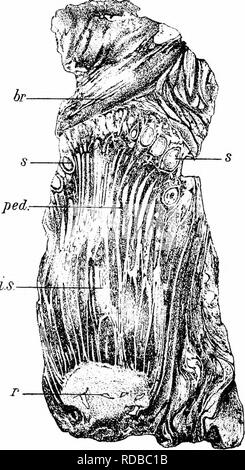 . Studien in fossilen Botanik. Paläobotanik. 563 STUDIEN IN FOSSILEN BOTANIK sterile Anhängsel, die die interseminal Skalen aufgerufen werden. An der Peripherie der Obst, in seinem unteren Teil, die sterile Organe sind zahlreicher. FlG. 202.- Bcnncttitcs GibsGnicinus. Längsschnitt der Fruchtbildung. ;- Recep - tacle; hi Hüllblätter, die Einhausung der Früchte; s, Samen, die auf dem Gipfel eines langen blütenstiels getragen, ficd. ; Ich, interseminal Skalen. X über 2, von LinneaH Soc. Trans. Nach Carruthers. Als die Stiele, und rund um die Basis der recep - tacle der ehemaligen vorhanden sind allein (Abb. Stockfoto