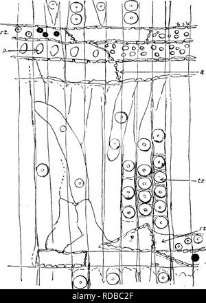. Fossile Pflanzen: für Studenten der Botanik und Geologie. Paläobotanik. 226 CONIFBRALES [CH. Hollick als Pinus Triphylla, etc. Der anatomischen Funktionen sind wie folgt: - Jahresringe schmal, nicht eindeutig durch die Wände der Sommer gekennzeichnet - tracheiden sind dünner als in den letzten Arten von Pinus; Xylem - Parenchym beschränkt sich auf die Peripherie der. Abb. 727. Pityoxylon Benstedi. Radialschnitt zeigt die Trachealen Lochfraß, tr;Il, Ray - tracheiden; j), ray Zellen mit großen Gruben; a, typische Abietineous lochfraß von End-Wände der Medulläre-ray-Zellen. (Nach Stopes.) Harz - Kanäle, die in jedem Teil der auftreten Stockfoto