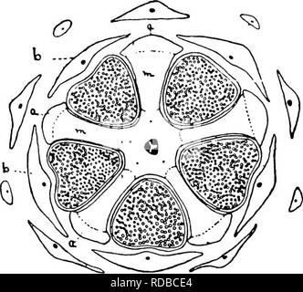 . Fossile Pflanzen: für Studenten der Botanik und Geologie. Paläobotanik. 48 LYCOPODIALES [CH. (Abb. 127); Jede sporophyll, die mit einem einzigen Gefäß-Paket geliefert wird, hat eine große Schleim-Hohlraum {m) in der unteren Region. "Die schleimige ändern" im sub-sporangial Teil eines sporophyll" erstreckt sich auch auf der Oberfläche der Epidermis, so dass dieser Teil der sporophyll-base kann als bestehend aus einer Masse von Schleim bounded unten durch eine strukturlose Membran ^." dehiszenz Der sporangien in der Mitte des distalen Gesicht (Bild auftritt beschrieben werden. 127,;). Wie in t gesehen Stockfoto