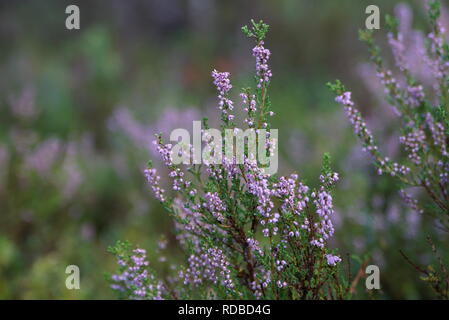 Heather Erica blühenden grünen Wald Stockfoto