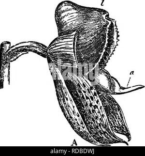 . Die verschiedenen Vorrichtungen, durch die Orchideen durch Insekten befruchtet werden. Düngung von Pflanzen und Orchideen. 194 MONACHANTHUS Zotten DIS. Kap. VU. C. sarcatum. Im übrigen gibt es kein wesentlicher Unterschied. Die Antennen sind von größerer Länge; ihre Tipps für etwa ein Zwanzigstel ihrer Länge werden Aufgeraut von Zellen in die Papillen produziert. Fi". 30.. Bitte beachten Sie, dass diese Bilder sind von der gescannten Seite Bilder, die digital für die Lesbarkeit verbessert haben mögen - Färbung und Aussehen dieser Abbildungen können nicht perfekt dem Original ähneln. extrahiert. Darwin, Charles, 1809 - Stockfoto