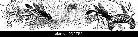 . Landwirtschaftliche Zoologie. Zoologie. Insekten. 129 zerlegen sollte, während auf der anderen Seite, ein lebendes Tier nicht erlauben würde, sich begraben zu werden, die Wespe erste bringt das Insekt in einen Zustand, in dem es keine freiwillige Bewegungen machen. Zu diesem Zweck die meisten Arten sting die erfasste Beute mehrmals in den Körper, und so oft Verletzen der ventralen Ganglien (s. 84); durch diese Behandlung das Insekt nicht getötet wird, sondern auf einen Zustand der scheinbare Tod reduziert. Die meisten graben Wespen sind nützlich, da sie vor allem zerstörerische Insekten aller Art begraben. Die gemeinsame Sand Wasp {AmmophUa sabulosa, Abb. 89), Stockfoto
