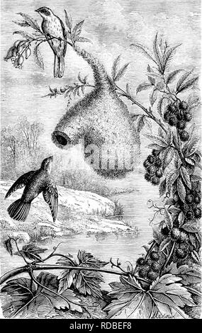 . Vom Nordpol zum Äquator: Studien des wilden Lebens und Szenen in vielen Ländern. Das Verhalten der Tiere; Vögel; Tundren; Ethnologie; Vögel. 562 vom Nordpol zum Äquator. thougli nur einen sehr kleinen Bruchteil der gefiederten Bevölkerung gesehen werden könnte, und in der Tat die Flut der Migration war noch voll. Abb. S2-Nebt des lendulinti Titiiuube {Pai Ui, pcadultuu^) Flut. Große Schwärme von schwarzen Seeschwalben flog in fast ununterbrochener Folge den Fluss, manchmal Montage in kompakten Schwärmen, selbst manchmal die Verteilung über die gesamte Breite der Donau überflutet; Hunderte von glänzenden oder dunklen Ibisse wanderte Stockfoto