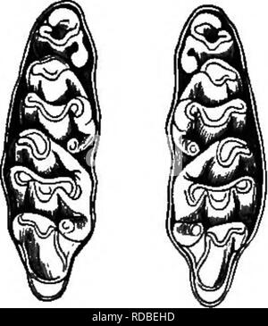 . Landwirtschaftliche Zoologie. Zoologie. Säugetiere. n Seite Eingang aus dem haulms und Blätter von Gras und Mais oder aus anderen Blättern. Verschlingt Samen, insbesondere Getreide, Hafer, der Liebling. Der Mais Bluse (M. agrarius). Zurück bräunlich rot mit schwarzen Streifen. In den Ebenen östlich des Ehine. In der Regel lokale, aber dann sehr reichlich. Abb. 23.- oberen Backenzähne von Braun Bat, von Schleifen Oberfläche gesehen. Fia. 24 oberen Rücken Teetli Wasser Vole, von Schleifen Oberfläche. Vor allem in Kornfelder und fruitfields; gräbt Löcher in den Boden. Im Herbst tritt häufig im Bereich in großen Kolonien. Stockfoto