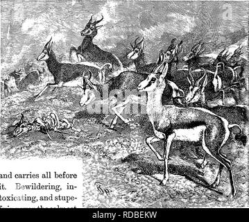. Vom Nordpol zum Äquator: Studien des wilden Lebens und Szenen in vielen Ländern. Das Verhalten der Tiere; Vögel; Tundren; Ethnologie; Vögel. 25' 8 vom Nordpol zum Äquator. den Durst, je länger die Entfernungen, die Sie decken; die Schafe Rinder, die Herden Armeen, und diese ähneln die Schwärme von Heuschrecken, die die Sonne verdunkeln. In den Ebenen Sie quadratische Meilen; fließt zwischen die Berge, die sie zusammen drängen sich in einer kompakten Masse, die keine andere Kreatur widerstehen können; über die niedrige Gründen gießen Sie, wie ein Bach, der seine Banken übergelaufen ist. Rig 39 - Springbok Antilopen und führt vor Stockfoto