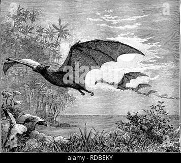 . Vom Nordpol zum Äquator: Studien des wilden Lebens und Szenen in vielen Ländern. Das Verhalten der Tiere; Vögel; Tundren; Ethnologie; Vögel. Die Migrationen der Säugetiere. 251 während ihrer Wachen Zeit migrieren, nämlich der Fledermäuse. Defekte wie die Flügel einer Fledermaus muss erscheinen im Vergleich mit der eines Vogels, ist er dennoch einer solchen Unterstützung im Flug, dass es Reisen möglich, die in keinem Verhältnis zu der Größe des Tieres. Eine andere Tatsache macht das Reisen zu den unruhigen bat einfacher; es ist nicht von Ihren Nachwuchs an einen bestimmten Ort gebunden, für die Jungen ein. Kg 38 - Flying Foxes legt seine Stockfoto