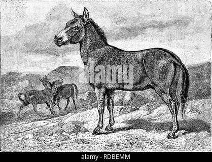 . Vom Nordpol zum Äquator: Studien des wilden Lebens und Szenen in vielen Ländern. Das Verhalten der Tiere; Vögel; Tundren; Ethnologie; Vögel. 118 vom Nordpol zum Äquator. ence Die bereits akzeptiert, dass Pferd und kulan manchmal Unternehmen halten. Die kulan ist stolz, faszinierende Wesen, voller Würde, Kraft und gute Laune. Er starrt neugierig an der Reiter, der ihn Ansätze; und dann, als ob das "Sich-Lustig-Machen" über die Verfolger, trabt aus gemächlich, spielerisch Verzurren seine Flanken mit seinem Schwanz. Wenn der Reiter sein Pferd auf volle Drehzahl Sporen, die kulan zu einem Galopp so einfach wie. Abb. 18 - Die Kulan (Ejuii 6 Er Stockfoto