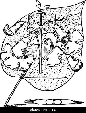 . North American Bäume: Beschreibungen und Abbildungen der Bäume unabhängig von Anbau in Nordamerika wächst, nördlich von Mexiko und der Karibik. Bäume. Abb. 758. - Catalpa. 2. WESTERN CATALPA - Catalpa spedosa Warder Dieses ist ein grosser Baum mit einem geraden, Uttle verzweigte Stamm, der reichen Fluss bot - tom Länder des südlichen Indiana, IlHnois, und Missouri, gegen Mittag in Kentucky, Tennessee, Arkansas und hat sein Kommen eingebürgerte über Dörfer in Louisiana und Texas. Es hat viele gängige Namen wie Hardy catalpa empfangen. Zigarre Baum, indische Bohne, und Shawnee - Holz. Seine maximale Er Stockfoto