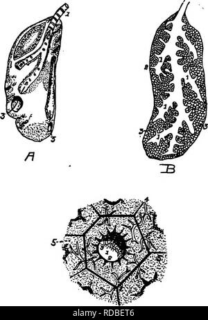 . Die Anatomie der Haushühner. Heimische Tiere; Veterinärmedizin; Geflügel. 196 ANATOMIE DER HAUSHÜHNER neys und seitlich an der Stelle der Wirbelsäule mit der Sternalen Teile der Rippen. Sie präsentieren zwei Gesichter, ein Superior konvex und einer minderwertigen konkav; zwei Grenzen, eine externe und eine interne; und zwei Extremitäten, eine vordere und eine hintere (Abb. 61). Die konvex sur-. C Abb. 61. - Die Lunge; A. Die äußere Oberfläche der Lunge. Beachten Sie die abgeflachte ovale Form. Es ist nicht unterteilt in Lappen, ich, der bronchus, z. Primäre Tubuli mit Öffnungen, die von der primären Tubuli zu Stockfoto