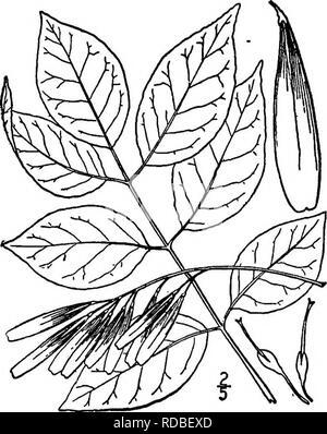 . North American Bäume: Beschreibungen und Abbildungen der Bäume unabhängig von Anbau in Nordamerika wächst, nördlich von Mexiko und der Karibik. Bäume. Die kleinen Ash805 spät Blumen bome auf verschiedenen Bäumen (Zweihäusig), die pistillate mit einer Tief 4 - gezahnte Kelch. Die samaras sind Spatelförmig bis länglich-Spatelförmig, 3 bis 5 cm lang, 4 bis 7 mm breit, der stumpfen, Spitzen, oder manchmal gekerbte Flügel etwa doppelt so lang wie die schmalen, wenig abgeflachten Samen tragenden Teil und decurrent an ihren Rändern in der Mitte oder unten. Der Baum ist gut für Street und Park Pflanzen angepasst, Stockfoto