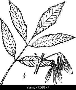 . North American Bäume: Beschreibungen und Abbildungen der Bäume unabhängig von Anbau in Nordamerika wächst, nördlich von Mexiko und der Karibik. Bäume. 9. Der DARLINGTON ASCHE âPraxinus Darlingtonii Britton dieser Baum ähnelt die rote Asche {Fraxinus pennsylvanica Marshall) in Form, Größe und Laub, und hat con gewesen - mit Ihm verschmolzen, aber es unterscheidet sich in der Form der Früchte. Es ist bekannt, dass auf einem Hügel aufzutreten - Seiten, Fluss - Banken, und in Tälern und sumpfige Wälder von Massachu - Pflastersteine in das Zentrum von New York und im Süden - Gemeinde nach Alabama und Louisiana, erreichen eine Höhe von etwa 20 Meter Stockfoto