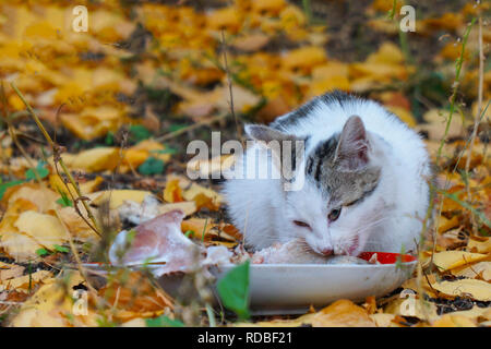 Katze, essen ihre Nahrung auf dem Hintergrund der Blätter im Herbst Stockfoto