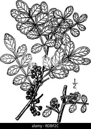 . North American Bäume: Beschreibungen und Abbildungen der Bäume unabhängig von Anbau in Nordamerika wächst, nördlich von Mexiko und der Karibik. Bäume. 568 Die Stachelige Asche I. DIE STACHELIGE ASCHE GATTUNG XANTHOXTLUM LINN^^ uns Mm "g-s | ANTHOXYLUM (Griechisch, Gelb Holz) umfasst nicht weniger als ICH^^ Hbj 140 Arten, alle gehölze und viele Bäume, dis weit zurechnen in tropischen Regionen, ein Paar in den gemäßigten Zonen; die Art ist Xanthoxylum Clava-Herculis Linnaeus. Ihre fohage ist aromatisch und die Rinde ist in der Regel mit Stacheln auf konische Kissen von Cork unterstützt bewaffnet. Die l Stockfoto