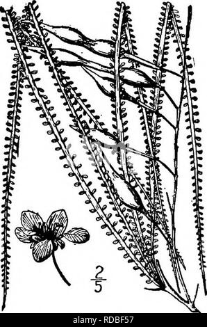 . North American Bäume: Beschreibungen und Abbildungen der Bäume unabhängig von Anbau in Nordamerika wächst, nördlich von Mexiko und der Karibik. Bäume. Kleine Leaved Horsebean 543 braune Rinde ist ca. 3 mm dick, glatt oder etwas schuppig. Die Zweige sind zig-zag, kurz - hcury Wenn junge, glatt, wenn ältere, gelblich grün und tragen Stacheln 2 cm. lang oder weniger. Die Blätter sind dunkel bipin - nate; Die außenohren, der von einer sehr kurzen erweiterten spinescent Halm, sind 2 zu 4 dm Lang, mit einer sehr flachen rachis 2 bis 3 mm breit, die Unterstützung von 25 bis 30 Paare von fernen Flugblätter, die Stockfoto