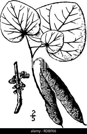 . North American Bäume: Beschreibungen und Abbildungen der Bäume unabhängig von Anbau in Nordamerika wächst, nördlich von Mexiko und der Karibik. Bäume. Abb. 494. - Redbud. 2. TEXAN REDBUD - Cercis Cercis Engehnann renifonnis occidentalis texensis S. Watson. Cercis texensis Sargent ein kleiner Baum oder eher großen Strauch von Texas und angrenzenden Mexiko, wo er erreicht eine Höhe von 12 Meter, bei einem Stammdurchmesser von 3 dm. In den Gebirgstälern von Texas, es ist jedoch in der Regel eine kleine^ hrub, oft Dickichte bilden. Die Rinde ist glatt und Ught Braun. Die Zweige, häufig behaarte Stockfoto