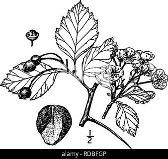 . North American Bäume: Beschreibungen und Abbildungen der Bäume unabhängig von Anbau in Nordamerika wächst, nördlich von Mexiko und der Karibik. Bäume. Rough-Leaved Thorn 477 und süß, wenn fällig; es enthält 4 oder 5 nutlets 6 bis 7 mm lang, stark geriffelte auf der Rückseite, mit einem flachen Grube auf der inneren Gesicht, das Nest 7 bis 8 mm dick. 44. PRAIRIE THORN - Cratsegns pertomentosa Ashe CratcBgus campestris Britton s dieser Arten in steinigem Brachland aus westlichen Missouri und östlichen Kan-sas zu zentralen Iowa gefunden wird. Es ist ein Baum manchmal 5 Meter hoch, mit nahezu horizontaler b Stockfoto