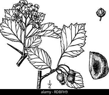 . North American Bäume: Beschreibungen und Abbildungen der Bäume unabhängig von Anbau in Nordamerika wächst, nördlich von Mexiko und der Karibik. Bäume. 476 Die Dornenbäumen Halme etwas lang behaart, Drüsengewebe, vor Geflügelten, etwa 15 Nonne. lang. Die Blüten sind ca. 15 mm breit, in der ein wenig lang haiiy, vielen blühenden corymbs; Kelch-tube fast glatt; Kelch - Lappen trian - Linienverkehr, lange-spitz, glatt auf der Außenseite, etwas lang behaart auf der Innenseite, remote Glanduläre - Zahnriemen, Rot - gespitzt; Staubblätter etwa 10;3 oder 4. Die Frucht, Reifung im September, ist birnenförmig oder Stockfoto