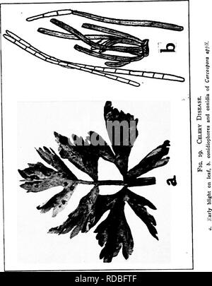 . Krankheiten der Gewächshauskulturen und ihrer Kontrolle. Gemüse; Krankheiten; Pflanzenkrankheiten. . Bitte beachten Sie, dass diese Bilder sind von der gescannten Seite Bilder, die digital für die Lesbarkeit verbessert haben mögen - Färbung und Aussehen dieser Abbildungen können nicht perfekt dem Original ähneln. extrahiert. Taubenhaus, Jakob, Joseph, 1884-1937. New York: E. S. Dutton Stockfoto