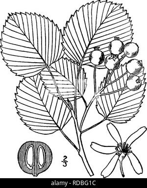 . North American Bäume: Beschreibungen und Abbildungen der Bäume unabhängig von Anbau in Nordamerika wächst, nördlich von Mexiko und der Karibik. Bäume. Alabama Serviceberry 439mm im Durchmesser, dunkel lila, wenn reif, saftig, und manchmal auch der besseren Geschmack als die Serviceberry. 3. Runde ENDIVIE - SERVICEBERRY Amelanchier sangtiinea (Pursh) Lindley Amelanchier rotundifolia (Michaux) RcEmer. Pyrus sanguinea Pursh dieser kleinen Baum oder Strauch tritt in Wäldern und Dickichten von New Brunswick, New York und Minnesota, und im Süden, entlang der Berge, North Carolina. Ich Stockfoto